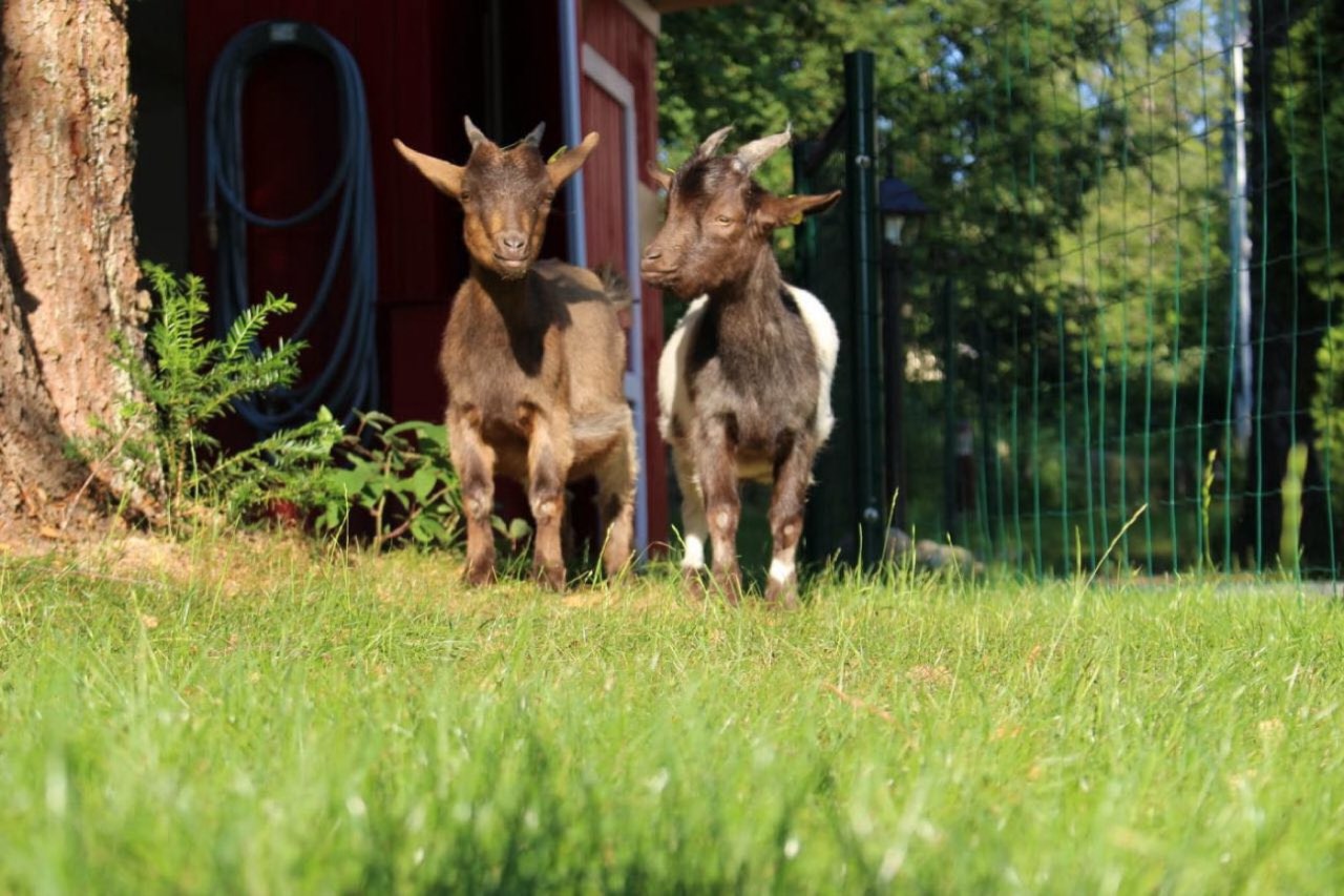 Zwei Zwergziegen stehen im Gras vor ihrem roten Stall im Sinnesgarten